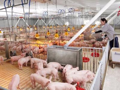 Giá lợn hơi tăng cao, liệu có lo thiếu thịt?