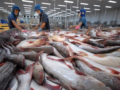 Khối thị trường CPTPP vươn lên vị trí thứ hai về nhập khẩu cá tra Việt Nam