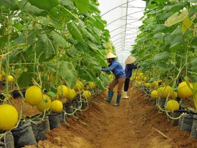 Xây dựng chiến lược thâm nhập thị trường Bắc Âu cho các sản phẩm hữu cơ Việt Nam