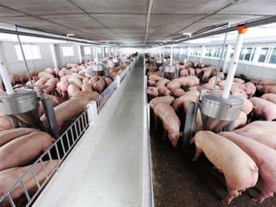 Việt Nam và Trung Quốc chia sẻ kinh nghiệm đổi mới ngành chăn nuôi lợn