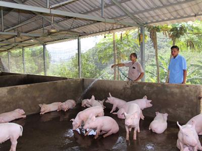 Giá lợn thịt tăng cao, người chăn nuôi vẫn không được lợi