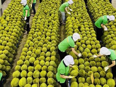 Giá trị xuất khẩu rau quả quý 1 giảm 11,3%