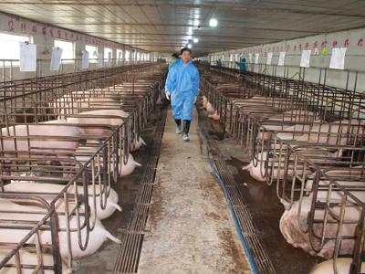 Tiêu dùng thịt lợn tăng nhanh tạo cơ hội cho chăn nuôi phát triển