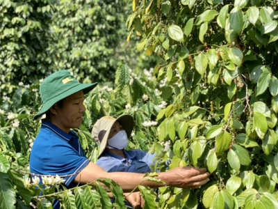 Xuất khẩu hồ tiêu ứng phó linh hoạt trước những biến động thị trường