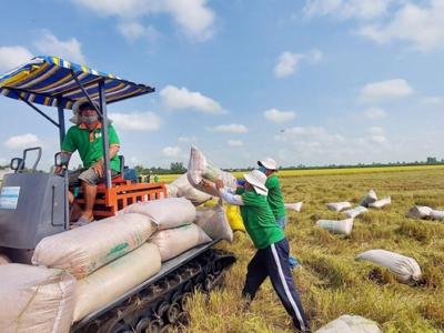 Giá gạo xuất khẩu của Việt Nam trở lại vị trí số 1