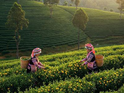Hiệu quả từ mô hình "biến nương ngô thành vườn thuốc” ở Thanh Hóa