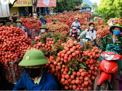 "Thủ phủ vải thiều" miền Bắc hứa hẹn mùa bội thu  