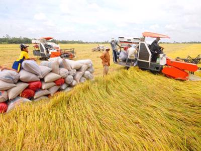 Thu hồi 10 giấy chứng nhận kinh doanh xuất khẩu gạo