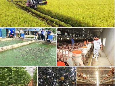 Sản xuất nông nghiệp 4 tháng đầu năm: Diện tích rừng trồng mới tăng mạnh, thủy sản nuôi trồng chuyển biến tích cực
