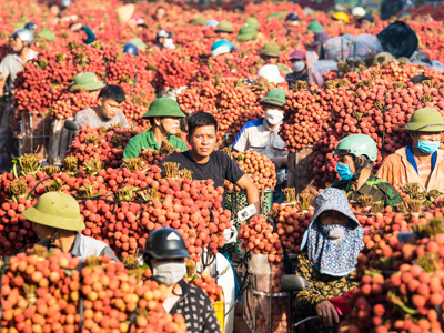 Vải thiều hứa hẹn mùa bội thu, sẵn sàng bứt phá xuất khẩu