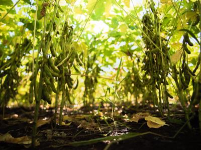 Luân canh đậu nành - Giải pháp “3 trong 1” cho sản xuất nông nghiệp bền vững