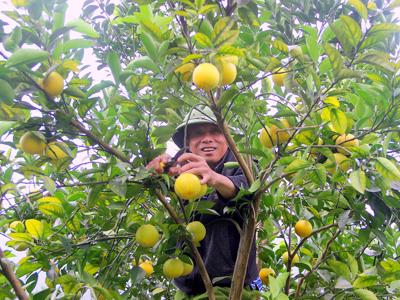Phát triển nông nghiệp xanh tại Nghệ An: Tiềm năng lớn, thách thức không nhỏ
