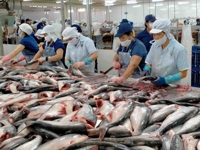 Cá tra Việt Nam “rộng cửa” vào thị trường Brazil