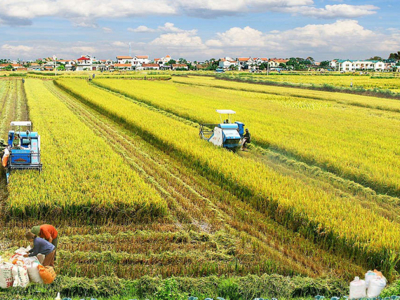Thái Bình sáp nhập Hưng Yên: Hướng tới nền kinh tế nông nghiệp Top 1 đồng bằng sông Hồng