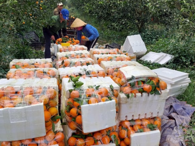 Phát triển cây ăn quả là "đòn bẩy" xây dựng nền nông nghiệp sinh thái Thanh Hóa