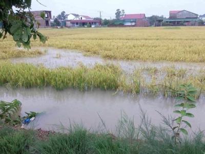 Mưa lớn bất thường, hơn 2.000ha lúa ở Hà Tĩnh ngập úng