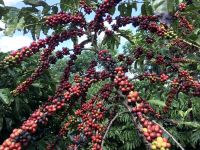 Brazil được mùa, giá cà phê robusta sụt mạnh