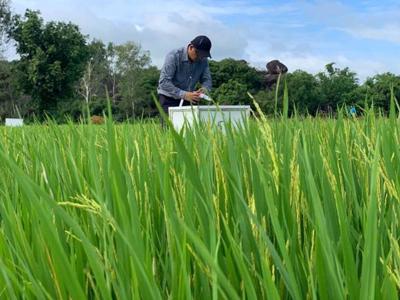 Hơn 20.000 ha lúa ở Nghệ An áp dụng công nghệ canh tác mới: Kỳ vọng hướng tới "gạo xanh" xuất khẩu