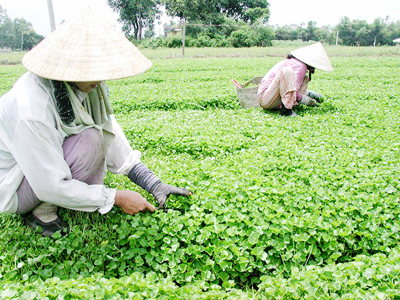 Huế thúc đẩy sản xuất nông nghiệp hữu cơ, an toàn