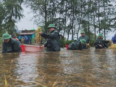 130 tấn giống lúa hỗ trợ Quảng Trị khôi phục vụ Hè Thu