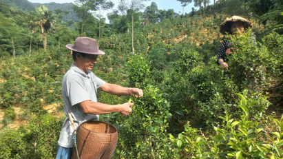 Mở hướng phát triển kinh tế bền vững cho người Thái vùng cao Thanh Hóa từ cây chè bản địa