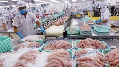 Tám doanh nghiệp cá tra - basa phi lê hưởng thuế chống bán phá giá 0% khi xuất khẩu sang Hoa Kỳ