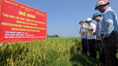 Thanh Hoa targets premium rice exports to Japanese, EU and US markets