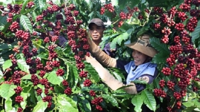 Xuất khẩu cà phê Việt Nam lập kỷ lục mới về kim ngạch