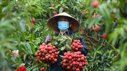 Nông nghiệp Hải Phòng “cất cánh” sau sáp nhập