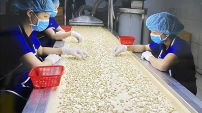 Cashew exports earn $2.36 bln in H1