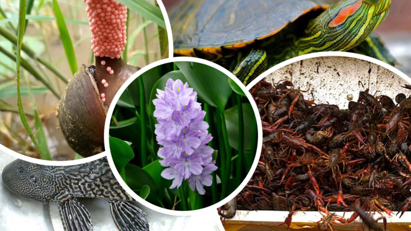 Tăng cường quản lý loài ngoại lai xâm hại, xây dựng hệ sinh thái an toàn và bền vững