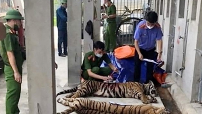 Giam cầm "Chúa sơn lâm" vì mục đích thương mại