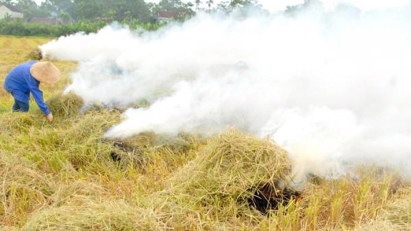 Agricultural by-products going to waste