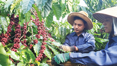 Agriculture, forestry and fisheries exports to EU rising under FTA