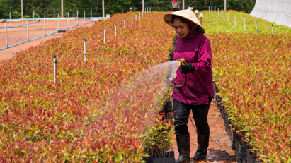 Việt bet88 có thể hưởng lợi từ quỹ 300 triệu USD của New Forests