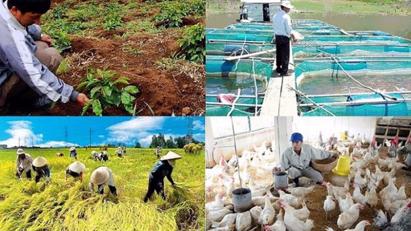 Agricultural and forestry raw material areas to be piloted in 13 provinces