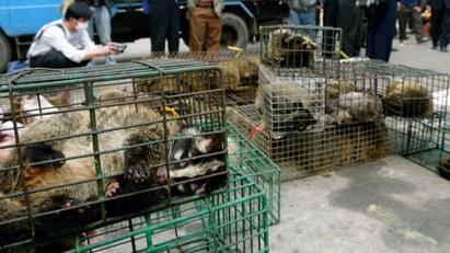 Ngừng tiêu thụ thịt thú rừng nhằm bảo vệ sức khỏe cộng đồng