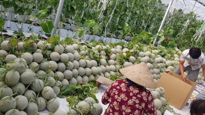 SBV: Credit must prioritize key Mekong Delta farm produce