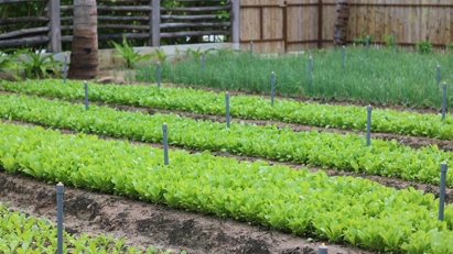 Alma Resort growing its own food at its own farm