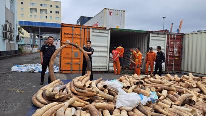 Hải quan Hải Phòng bắt giữ lô ngà voi nhập lậu lớn nhất từ trước đến nay giấu trong container lạc