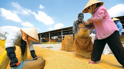 SBV calls for credit priority for rice production and export in Mekong Delta