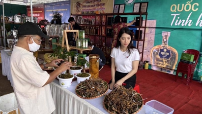 Ngoc Linh ginseng to be showcased in Hanoi