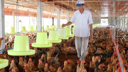 Chăn nuôi tuần hoàn: Gia tăng lợi nhuận, bảo vệ môi trường