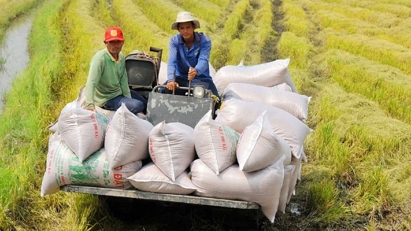 Việt Nam và Thái Lan đang “ngang cơ” trong cuộc đua giành vị trí thứ hai về xuất khẩu gạo