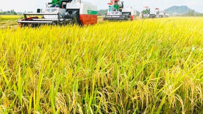 Doanh nghiệp lúa gạo “khát” vốn liếng đúng khi chủ yếu vụ