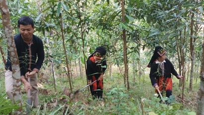 Lao Cai looks to help sustainability of cinnamon industry
