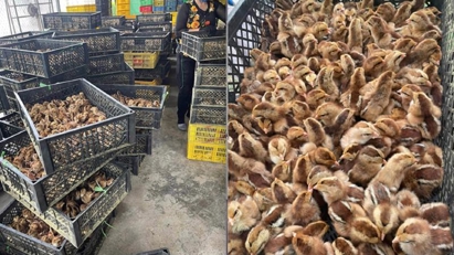 Quang Ninh directed to prevent illegal cross-border poultry imports