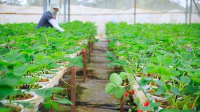 Hanoi to host Green Economy Forum in November