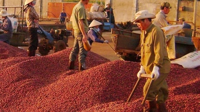 Coffee export price hits three-decade high