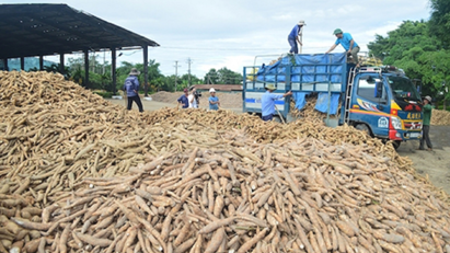 Cassava exports showing signs of recovery